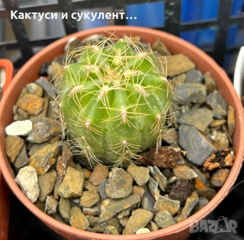 Кактус Oroya Peruviana var minima , снимка 10 - Градински цветя и растения - 54593992
