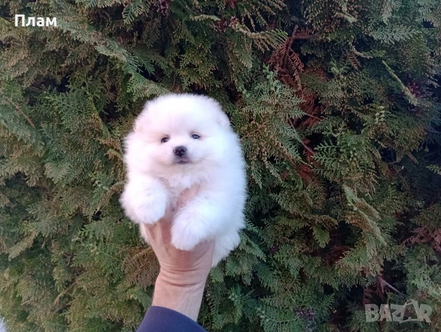 Мъжки и женски Померани., снимка 10 - Померан - 54118740