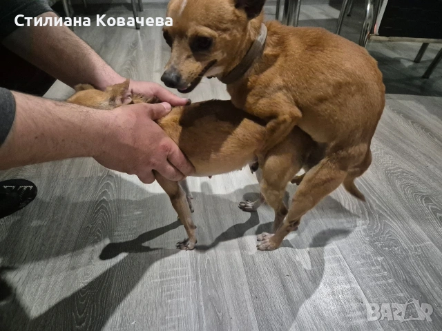мъжки мини пинчер за расплод