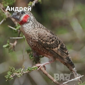 Червеногърли амадини, снимка 3 - Амадини - 54639311