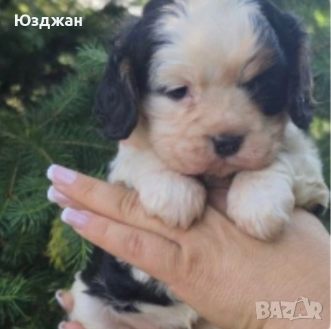 Кавалер Кинг Чарлз Шпаньол, снимка 4 - Шпаньоли - 55042611