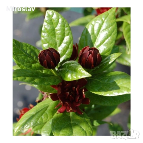 Каликантус, снимка 2 - Градински цветя и растения - 54041573