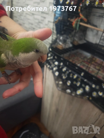 папагал монах на година и половина , снимка 3 - Папагали - 54015294