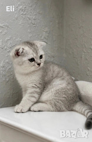 Шотландски котенца 