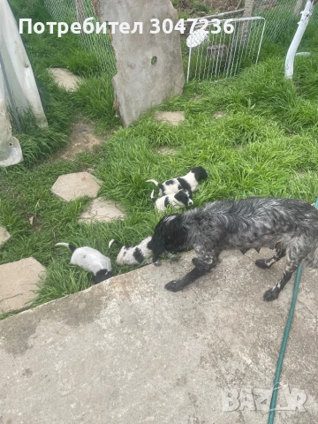 Продавам, снимка 3 - Бретон шпаньол - 54175983