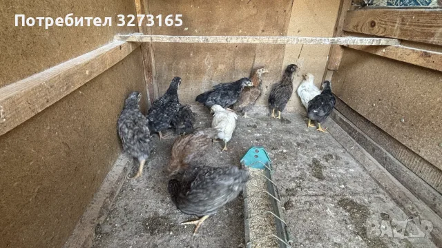Пилета великденска носачка , снимка 2 - Кокошки и пуйки - 55620718