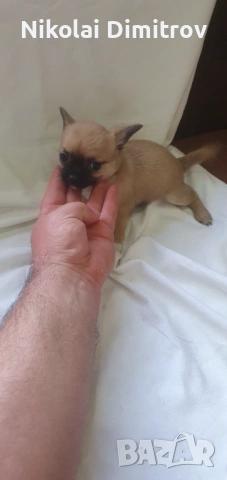 Чихуахуа, снимка 2 - Чихуахуа - 54242342