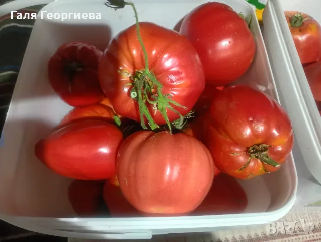 Градински домати , снимка 2 - Други - 55695150