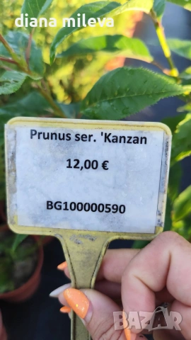 Японска Вишна Канзан, Сакура, Prunus Serrulata Kanzan, снимка 15 - Градински цветя и растения - 55161099