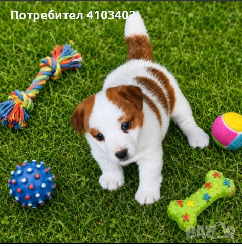 Джак Ръсел териер , снимка 2 - Джак ръсел териер - 55046430