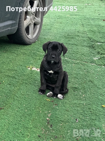 Cane Corso , снимка 5 - Кане корсо - 54495449
