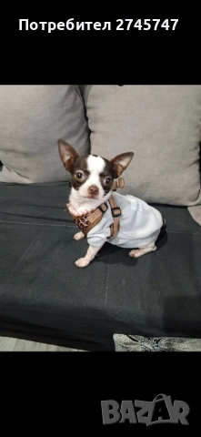 Мини чихуа, снимка 2 - Чихуахуа - 54271235