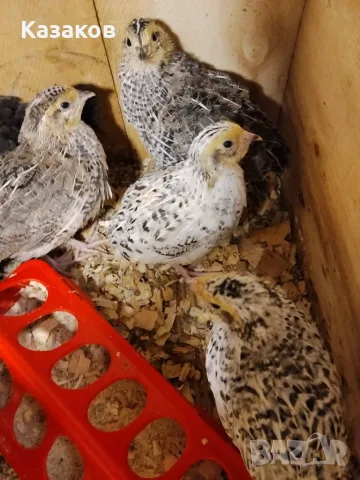 Продавам пъдпъдъци