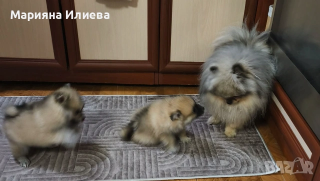 Померан / Померани, снимка 5 - Померан - 55175301