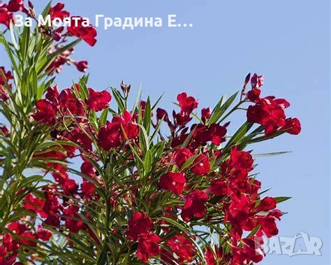 Зокум - Олеандър, снимка 6 - Градински цветя и растения - 54108958