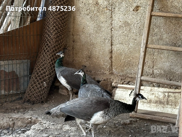 Продавам мъжки и женски пауни, снимка 3 - други­ - 55153383