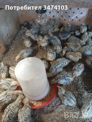 Манджурски ПЪДПЪДЪЦИ, снимка 3 - други­ - 54827839