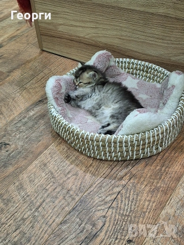 Британски късокосмести, снимка 17 - Британска късокосместа - 54100765