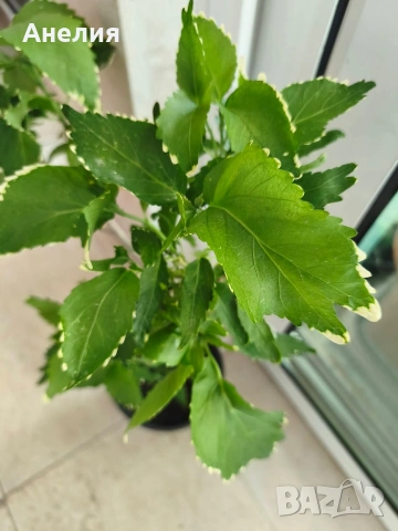 Акалифа с къдрави листа Acalypha wilkesiana curly., снимка 3 - Стайни растения - 55045947