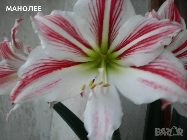 🌺🌺🌺Хипеаструм-2цвята🪷🪷🪷🪷