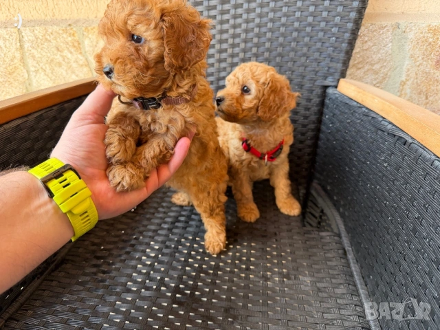 Мини пудели Актуално от 26.4.2026, снимка 7 - Пудели - 54207444