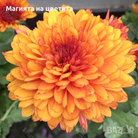 Хризантема сорт Marielle бронзова