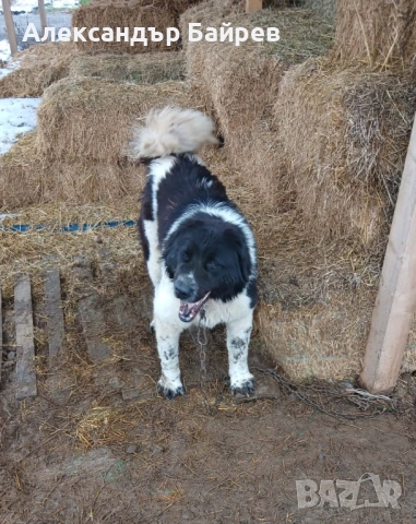 Каракачански кучета , снимка 11 - Каракачанска овчарка - 54327853