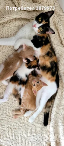 Подаряват се котенца, снимка 4 - Други - 55627415