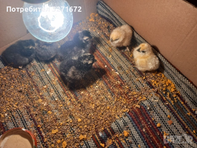 Пиленца американски копринки , снимка 2 - Кокошки и пуйки - 54249077