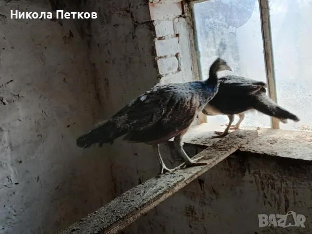 Продавам индийски пауни, снимка 2 - други­ - 55694036