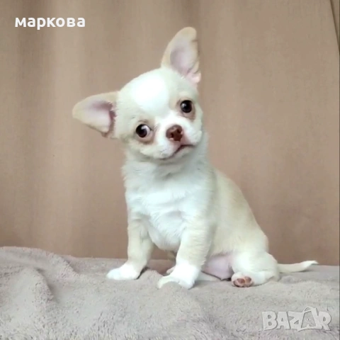 Чихуа хуа, снимка 3 - Чихуахуа - 54748919