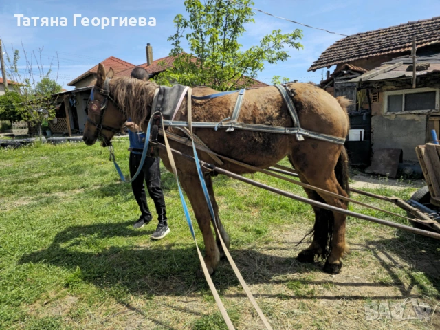 Продавам кобила, снимка 4 - Коне - 54379328