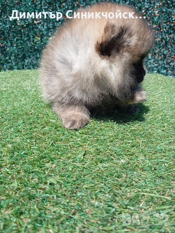 померан , снимка 8 - Померан - 54356231