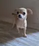 чихуахуа момиченца, снимка 1