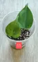 Филодендрон- Philodendron Hederaceum Variegata, снимка 11