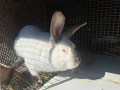 Продава зайци, снимка 2
