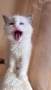 Регдол чистокръвни котета / Ragdoll, снимка 3