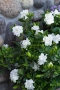 Гарденията (Gardenia jasminoides), снимка 7