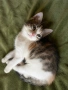 Подарявам котенца, снимка 6