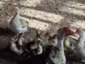 Продавам малки юрдечета, снимка 1