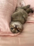 Котенце , снимка 1