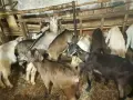 Свободни ярета от 15кг до 23кг 10 броя 8 евро кг, снимка 2