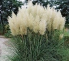 Книфофия и пампаска трева , снимка 3