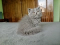 Британски котета, снимка 2