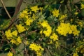Продавам растение Зимен Жасмин (Jasminum nudiflorum), снимка 10