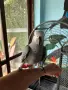 Бебе кралско жако, снимка 3