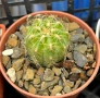 Кактус Oroya Peruviana var minima , снимка 10