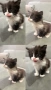 Подарявам котенца на 2 месеца, снимка 2