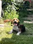 Кучето Златко си търси стопанин!, снимка 1