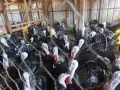 Продавам домашно отглеждани пуйки , снимка 1
